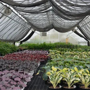 A peek into the greenhouse at Applewood Nursery &amp; Landscape Supply.