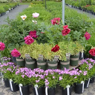 Beauty in bloom at Applewood Nursery &amp; Landscape Supply!