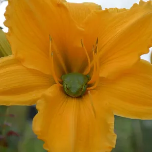 Everyone loves daylilies - even frogs! We've got a great selection of perennial flowers, including daylilies!