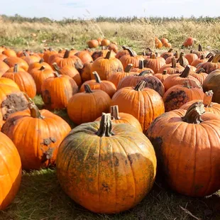 Lots of nice pumpkins