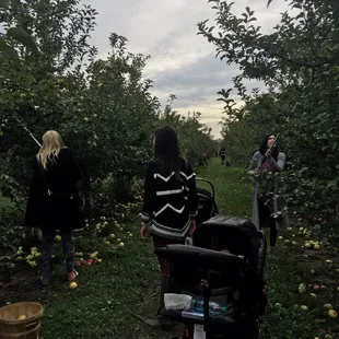 Apple picking in action
