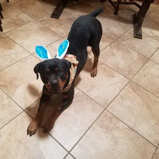 Beau- New Up &amp; Coming Therapy dog for dogs