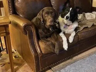 Home Alone Pet & Home Sitting Services