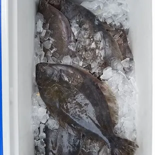 Fresh Flounder (Whole Fish)