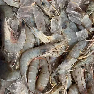 Fresh Caught White Shrimp (Medium)