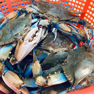 Live #1 Male Blue Crabs