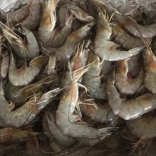 Fresh Caught White Shrimp (Medium/Large)