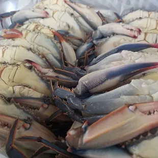 Fresh Soft Shell Crabs (Seasonal)