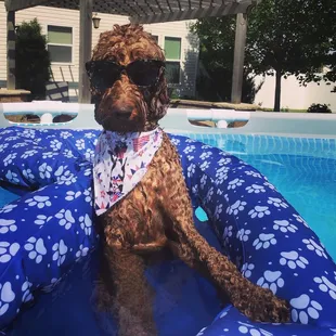 Here's our Wilma loving the pool!