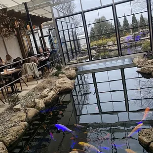 Coy fish