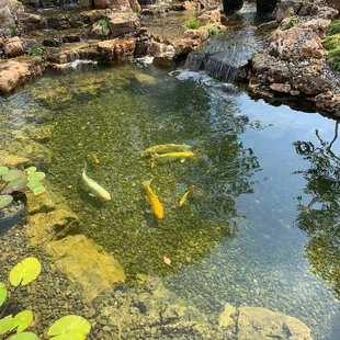 PondScape 1st year fish introduced
