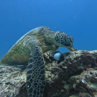 Turtles doing turtle stuff!