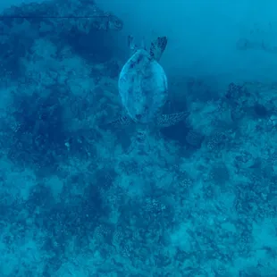 Turtles