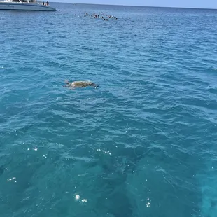 Turtles