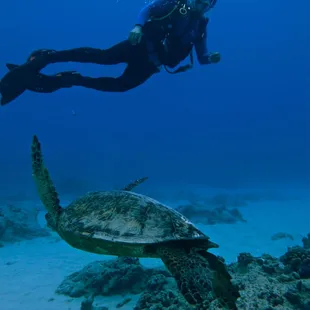 Scuba Diving with the Sea Turtles. Photos courtesy of Christina.
