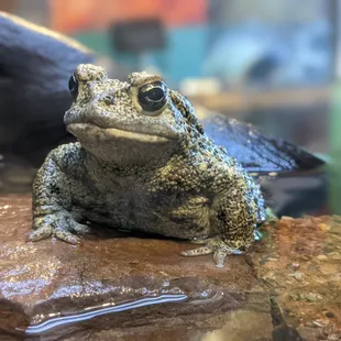 Super serious toad.