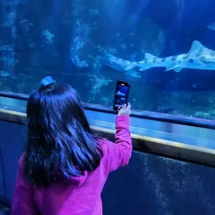 In the shark tunnel!