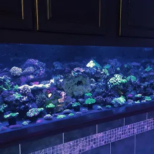 Huge selection of top notch corals!