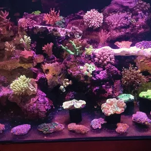 Come see the difference in our corals and price compared to the rest!