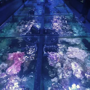 Our frag tanks can hold 3,600+ pieces of corals, sharks, and stingrays!
