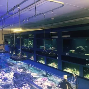 Having one of the largest selections of Coral's in Kansas City makes us for sure your weekend destination local store!