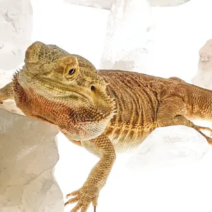 Pet friendly! This visiting lizard checks out the quartz.