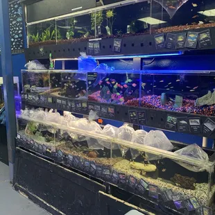 This is the whole selection of freshwater fish they have