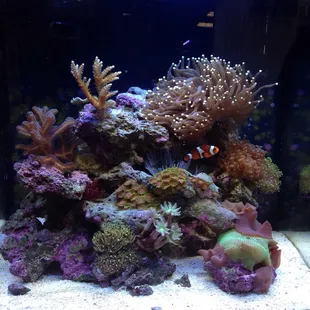 Beautiful bio cube setup they have at the front register.