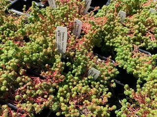 Plants of the Southwest