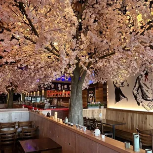 a cherry tree in bloom