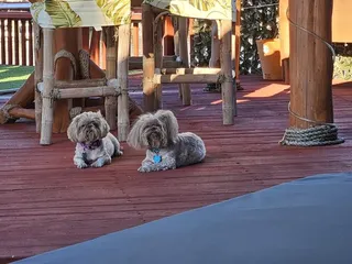 Animal Clinic Of Flour Bluff