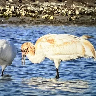 Aransas Bay Birding Charters