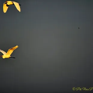 Whooping Cranes in Morning Sunlight