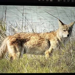 Red coyote