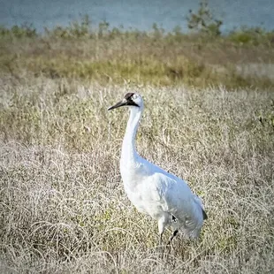 Whooping crane