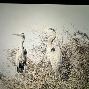 Whooping crane expert/blue herons, coyotes