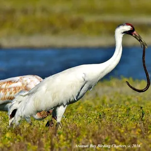 Snake. It's whats for breakfast