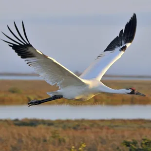 Whooper in flight