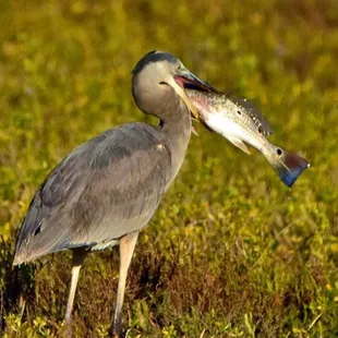 This red fish is a little short. Call the Game Warden