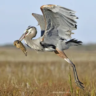 Dogfish what a meal for this blue heron