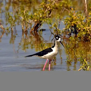 Black Necked Stilt