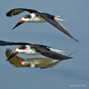 Black Skimmers skimmimg