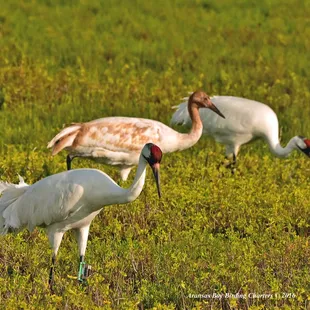 The family foraging for breakfast