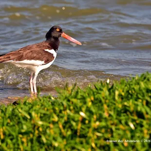 American Oyster Catcher a regular on our photography/birding tours
