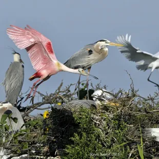 Spoony on the Rookery