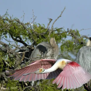 Roseate Spoonbill on the Rookery Island