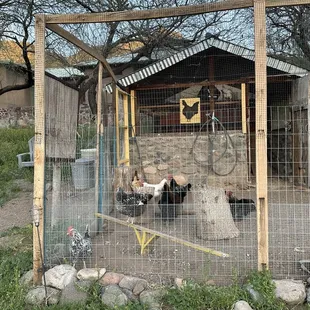 Chicken coop