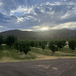 The views of the farm!