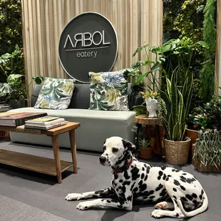 Sebastian loves Arbol Eatery!