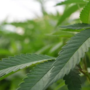 Organic Clones Marijuana Clones Cannabis Clones www.arbornursery.org